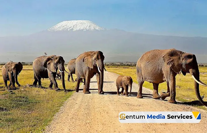 tourism in kenya, best places to visit in kenya, travel to kenya, Gentum Media Services, Amboseli national Park